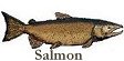 salmon2.jpg (4424 bytes)